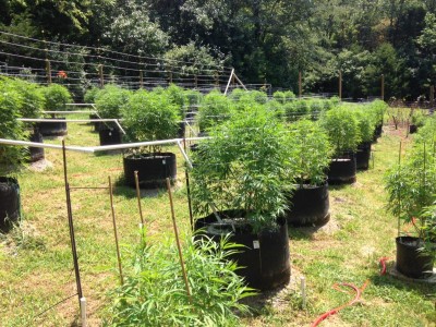 Hemp.JPG