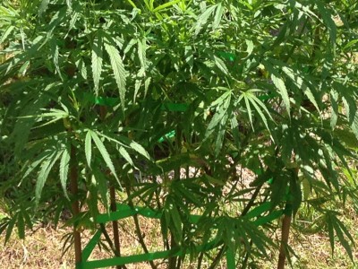 Hemp 2.JPG
