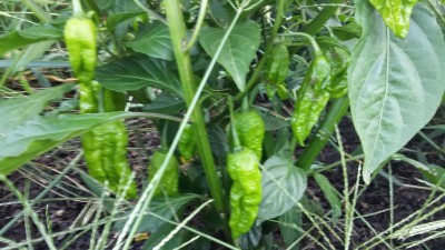 20150803_192737.jpg