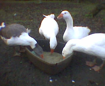 Image071.jpg