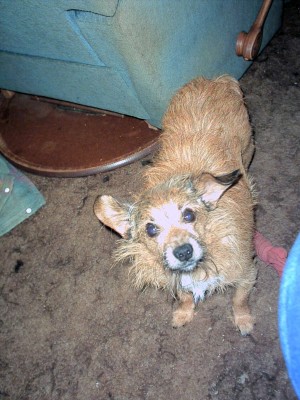 We took him to the vet and started him on antibiotics and vitamins, the vet said he would not even venture a guess as to what Watson was and in the shape he was in they could not tell how old he was.