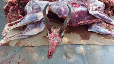 Antelope Pics_22 August 2105 Opening Day_skinned and ready for hanging and European Mount.jpg