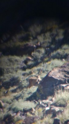 Zone 4 Buck 2015.jpg
