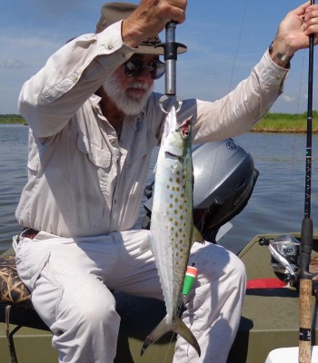 Spanish_Mackeral1.jpg