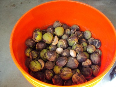 hickory nuts.JPG