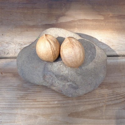 Nutting stone and hickory nuts