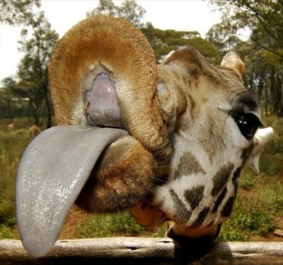 Long Tongue^^^.jpg