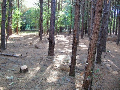 IMG_0010 (2).JPG