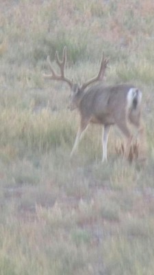 Buck 1.jpg