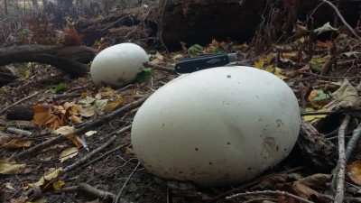 20151013_103045.jpg