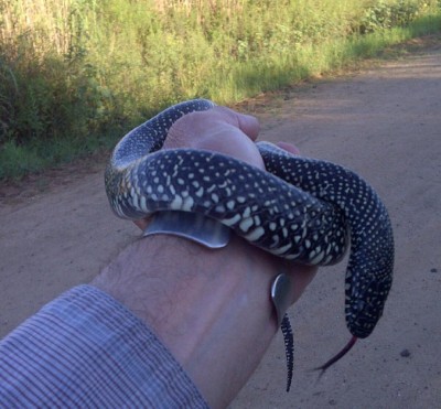 Snake1.jpg