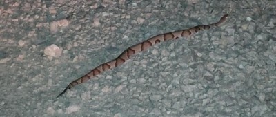 Copperhead