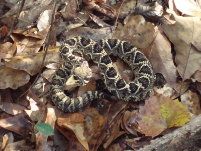 Diamondback.jpg