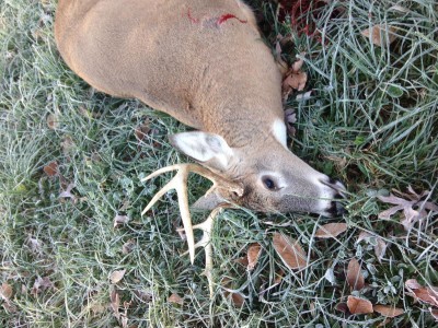 Here's the buck that wandered by. Wrong place at the wrong time.
