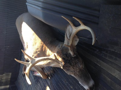 Here's a better view of his antlers