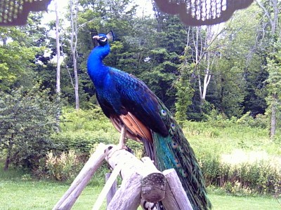 PICT0010.JPG