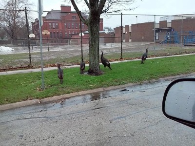 Turkeys 11-26-15.jpg