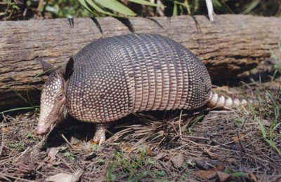 Armored groundhog