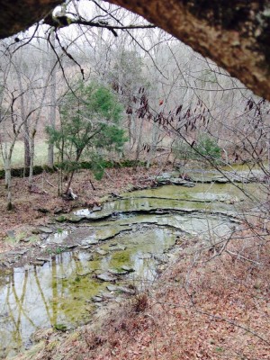 Tree stand view 1.jpg