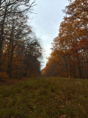 IMG_2613.jpg