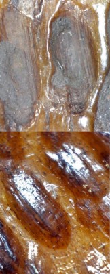 HIBBARD BONE BEFORE AND AFTER-2.jpg