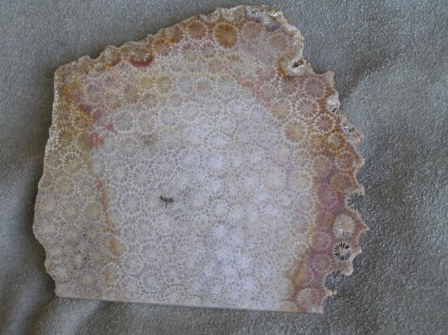 Agatized Coral