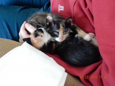 Lilly on top Kimmie on bottom.JPG