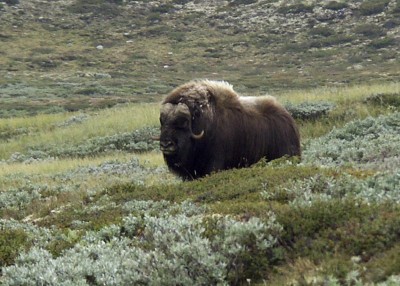 Muskox.jpg