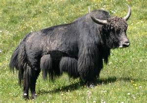 Yak.jpg