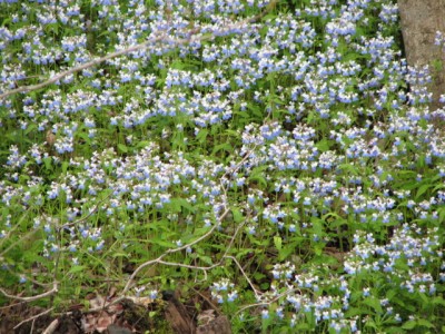 IMG_3625.JPG