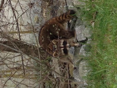 Coon.JPG