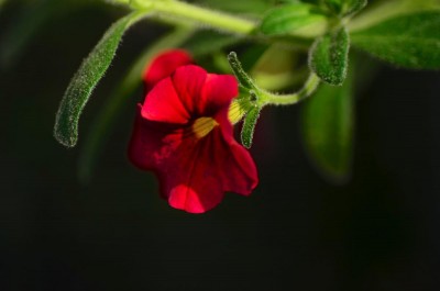 DSC_0037_2.jpg