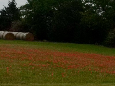 Indian Paintbrush in the north pasture