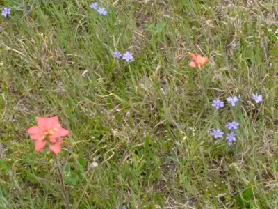 Indian Paintbrush with Little Blue-eye Grass