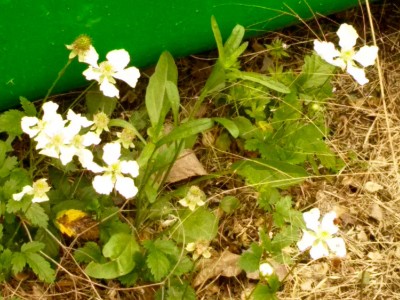 Dewberries