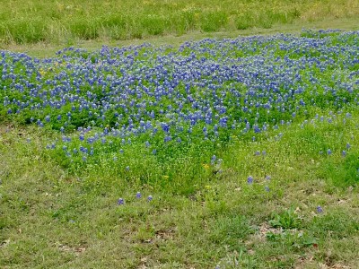Bluebonnets, south pasture