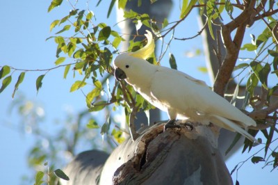 SULPHUR-CRESTED COCKATOO.JPG