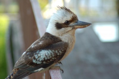 DSC_0010.JPG