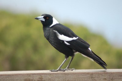 DSC_0046.JPG