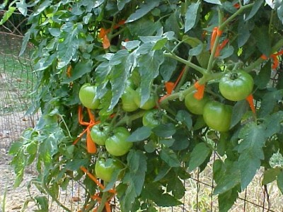 Vine Type Plants a.JPG
