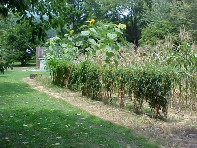 Vine Type Plants b.JPG