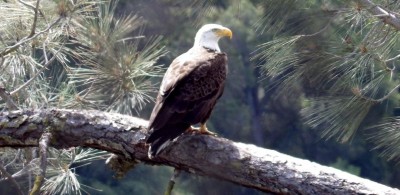 American Bald Eagle at Lake Natoma