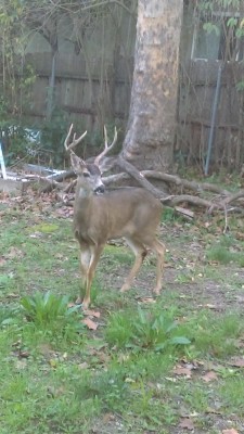 Deer in my back yard