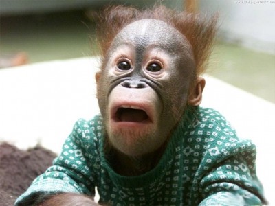 WTF MONKEY.jpg