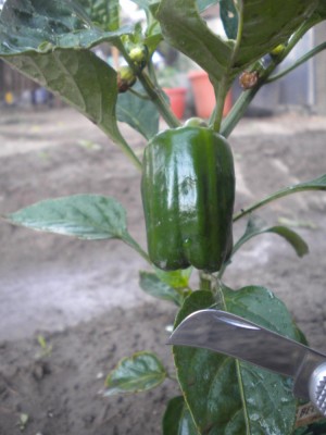 DSCN5458.JPG