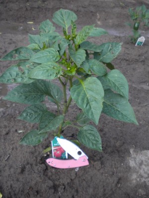 DSCN5462.JPG