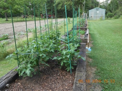 raised beds, 'maters and peppers