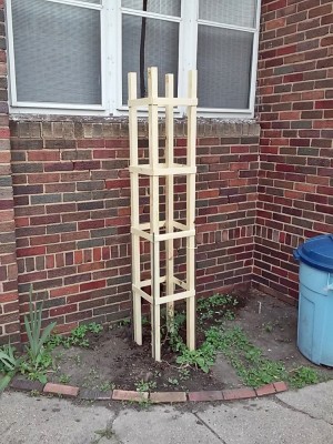 Tomato Cage.jpg