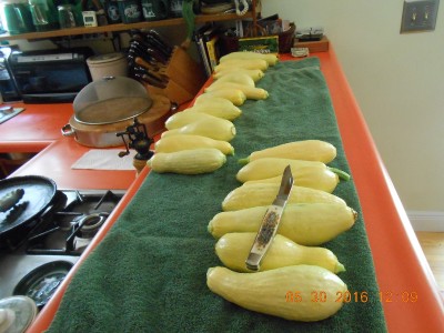 yellow straight neck squash