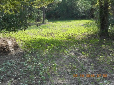 Tracks show Bambi has already found the salad bar